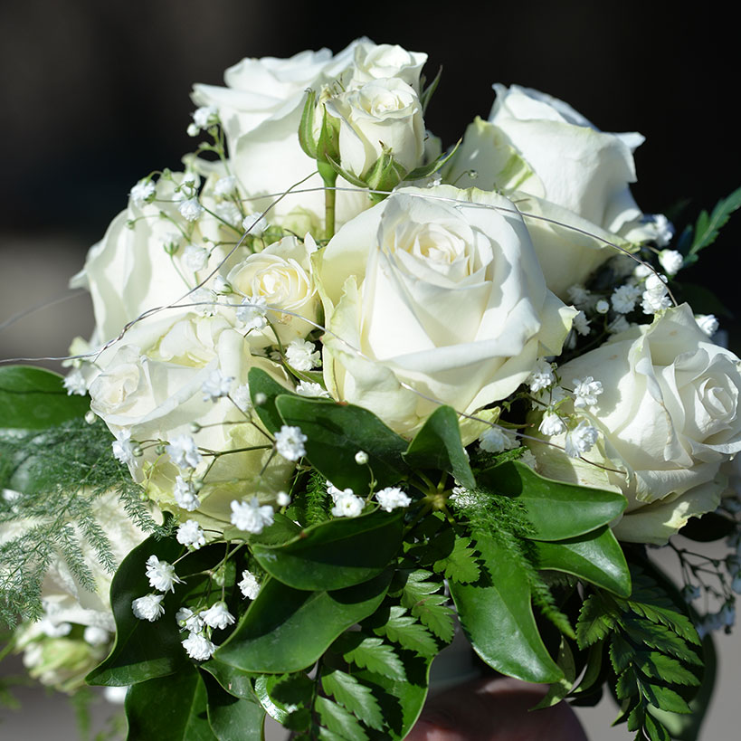 frisch geschnittene rote tulpe nahaufnahme